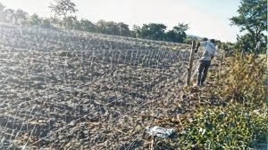 Land Clearing for Farming