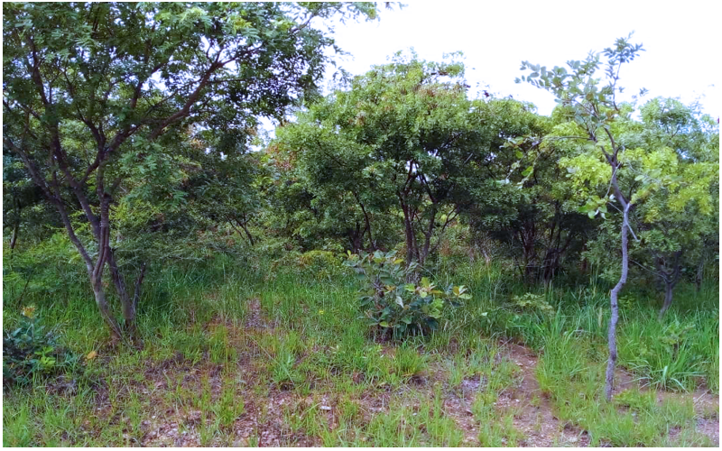 Landworx - Mikango - Land Clearing