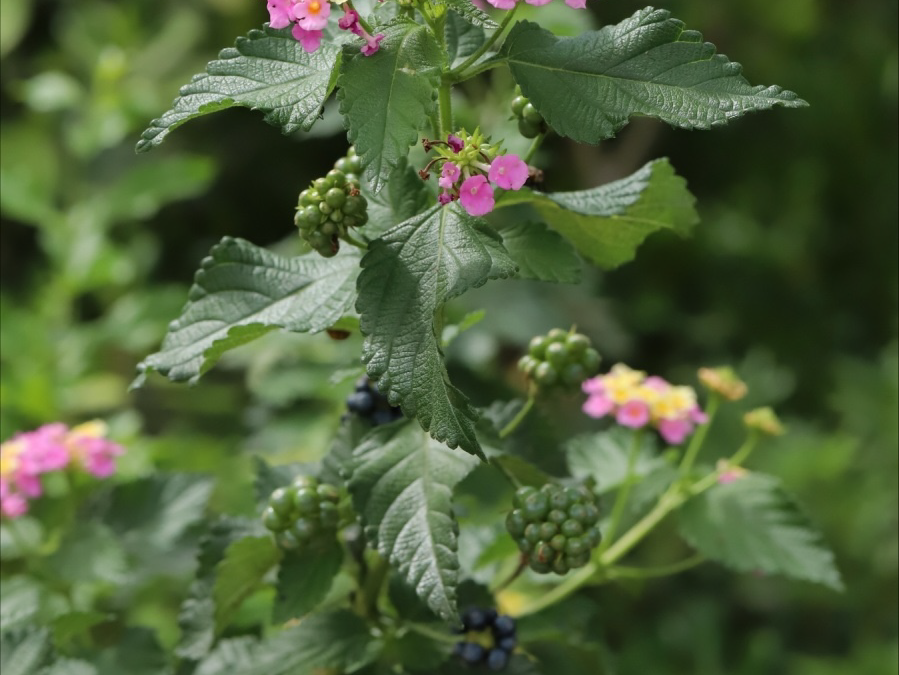 The Hidden Dangers of Lantana on Farmland — And How Professional Clearing Protects Your Land