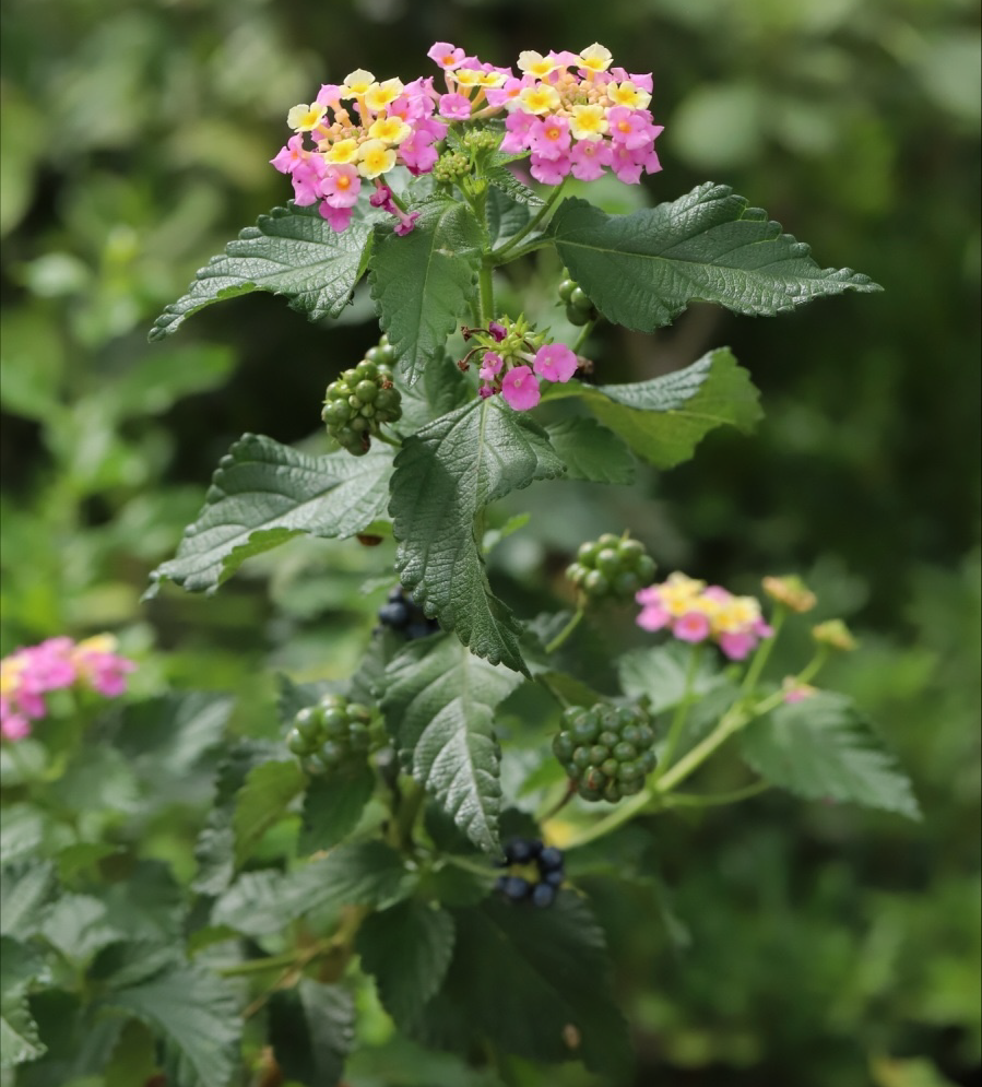 Notre Landworx Zambia - Lantana Camara Plant/Bush