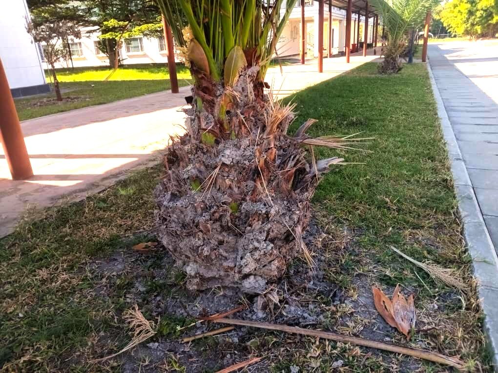 NLWZ - Termite Infestation/Attack